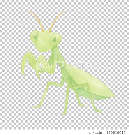 【昆虫】カマキリのイラスト 【昆虫】カマキリのイラスト 130616013
