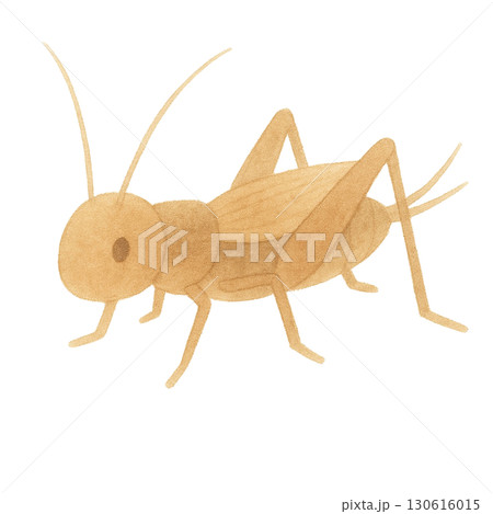 【昆虫】コオロギのイラスト 【昆虫】コオロギのイラスト 130616015