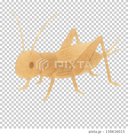 【昆虫】コオロギのイラスト 【昆虫】コオロギのイラスト 130616015