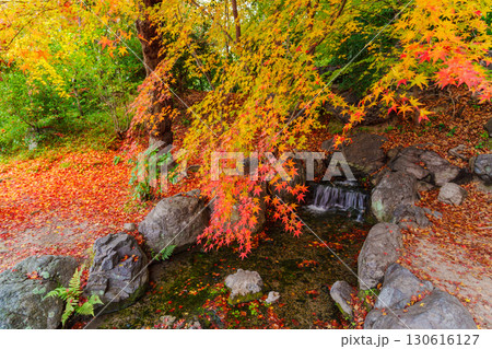 京都　渉成園の丹楓渓 130616127