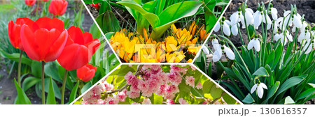 variety of spring flowers, including tulips, crocuses, snowdrops, and cherry blossoms 130616357