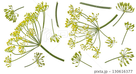 Fresh dill flowers and stalks isolated on white background with clipping path, full depth of field Fresh dill flowers and stalks isolated on white background with clipping path, full depth of field 130616377