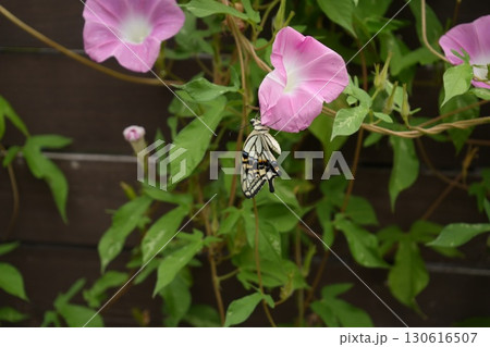 羽化したてのアゲハ蝶 成虫 夏の朝顔にとまる 羽化したてのアゲハ蝶 成虫 夏の朝顔にとまる 130616507