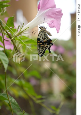 羽化したてのアゲハ蝶 成虫 夏の朝顔にとまる 羽化したてのアゲハ蝶 成虫 夏の朝顔にとまる 130616508