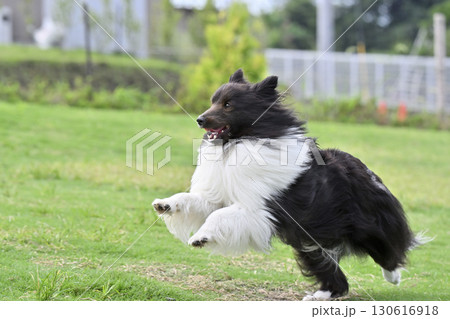 ドッグランで遊ぶシェルティ ドッグランで遊ぶシェルティ 130616918