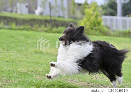 ドッグランで遊ぶシェルティ ドッグランで遊ぶシェルティ 130616919