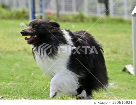ドッグランで遊ぶシェルティ ドッグランで遊ぶシェルティ 130616921