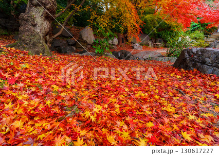 京都 渉成園の丹楓渓 落葉の絨毯 京都 渉成園の丹楓渓 落葉の絨毯 130617227