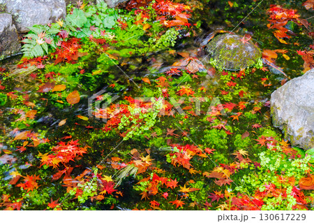 水に落ちた紅葉 130617229
