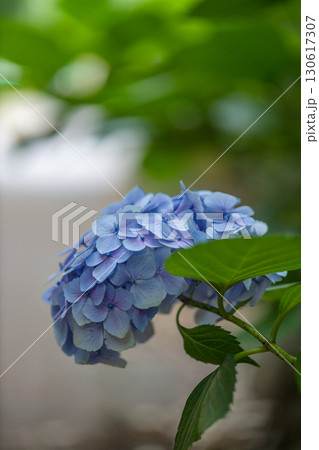 道路脇の紫陽花 130617307