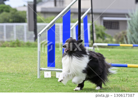 ダッシュするカッコいいシェルティのアップ 130617387