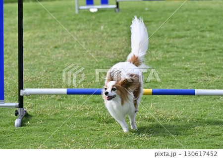 ドッグランで遊ぶパピヨン　ドッグスポーツ 130617452