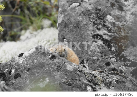 岩の上で出てきたエゾナキウサギ 130617456