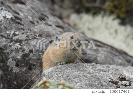 石の上に立つエゾナキウサギ 石の上に立つエゾナキウサギ 130617461
