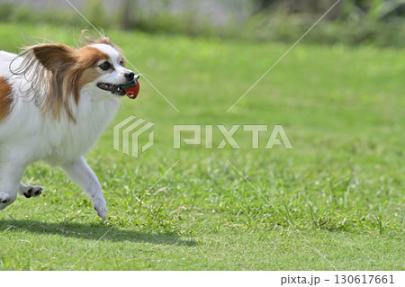 お気に入りのおもちゃで遊ぶ愛犬　パピヨン　ドッグラン 130617661