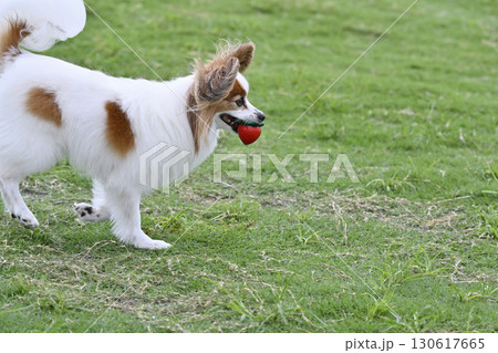 お気に入りのおもちゃで遊ぶ愛犬 パピヨン ドッグラン お気に入りのおもちゃで遊ぶ愛犬 パピヨン ドッグラン 130617665