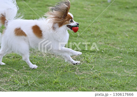 お気に入りのおもちゃで遊ぶ愛犬　パピヨン　ドッグラン 130617666