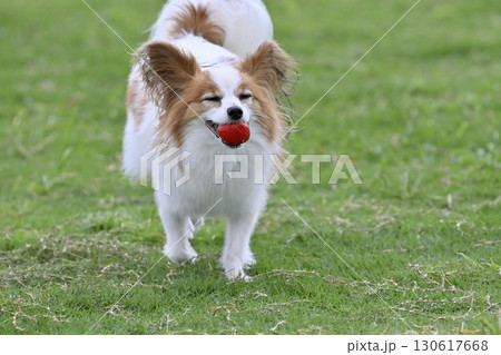 お気に入りのおもちゃで遊ぶ愛犬　パピヨン　ドッグラン 130617668