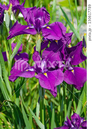 堀切菖蒲園の花菖蒲、江戸以来の名所を彩る満開のアヤメと初夏の風景 堀切菖蒲園の花菖蒲、江戸以来の名所を彩る満開のアヤメと初夏の風景 130617789