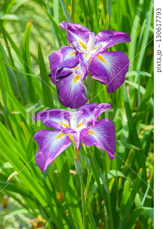 堀切菖蒲園に咲く鮮やかな紫と白の花菖蒲、初夏の陽光に輝く江戸由来の花景観 130617793