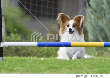 ドッグランで遊ぶパピヨン ドッグスポーツ ドッグアジリティ ドッグランで遊ぶパピヨン ドッグスポーツ ドッグアジリティ 130618108