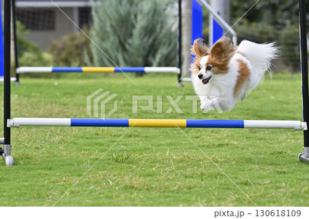 ドッグランで遊ぶパピヨン ドッグスポーツ ドッグアジリティ ドッグランで遊ぶパピヨン ドッグスポーツ ドッグアジリティ 130618109