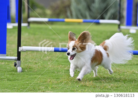 ドッグランで遊ぶパピヨン　ドッグスポーツ　ドッグアジリティ 130618113