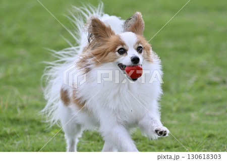 お気に入りのおもちゃで遊ぶ愛犬　パピヨン　ドッグラン 130618303