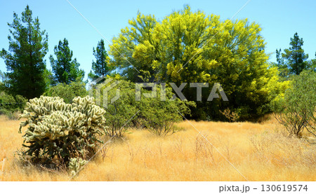 Palo Verde Tree, Sonora Desert, Spring and in bloom Palo Verde Tree, Sonora Desert, Spring and in bloom 130619574