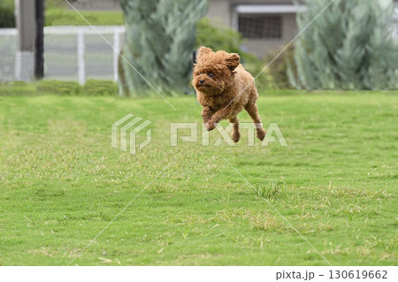 ドッグランで遊ぶトイプードル ドッグランで遊ぶトイプードル 130619662