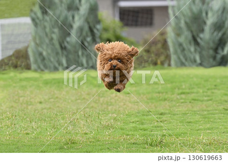 ドッグランで遊ぶトイプードル ドッグランで遊ぶトイプードル 130619663
