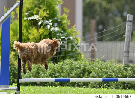 ドッグランで遊ぶトイプードル ドッグランで遊ぶトイプードル 130619667