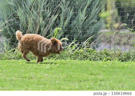 ドッグランで遊ぶトイプードル ドッグランで遊ぶトイプードル 130619668
