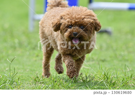 ドッグランで遊ぶトイプードル 130619680
