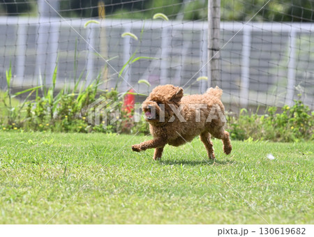 ドッグランで遊ぶトイプードル 130619682