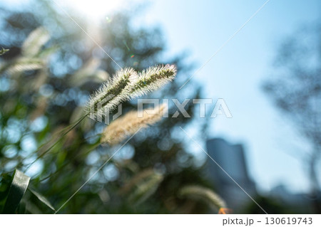 青空に映えるエノコログサ 130619743