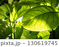 光を浴びて輝く葉 130619745