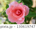 バラ園に咲くピンクの薔薇の花 130619747