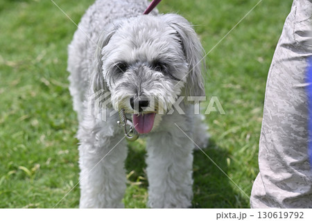 ドッグランで遊ぶミニシュナ　（ミニチュアシュナウザー） 130619792