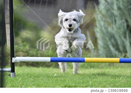 ドッグランで遊ぶシュナウザー（ミニシュナ）　ドッグアジリティ　ドッグスポーツ 130619898
