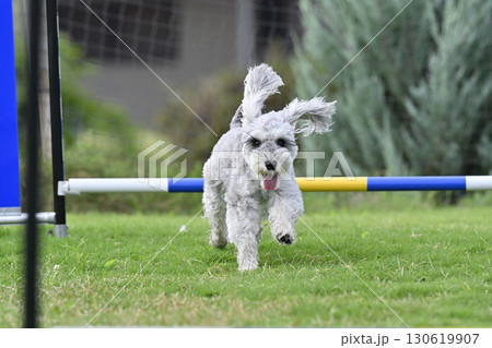 ドッグランで遊ぶシュナウザー（ミニシュナ）　ドッグアジリティ　ドッグスポーツ 130619907