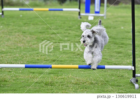 ドッグランで遊ぶシュナウザー(ミニシュナ) ドッグアジリティ ドッグスポーツ ドッグランで遊ぶシュナウザー(ミニシュナ) ドッグアジリティ ドッグスポーツ 130619911