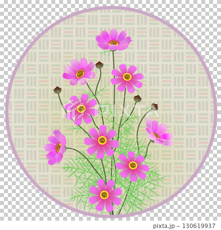 円形背景つきコスモスのイラスト 円形背景つきコスモスのイラスト 130619937