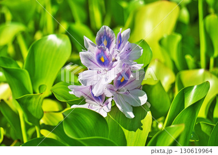 薄水色のホテイアオイの花(夏、八月) 薄水色のホテイアオイの花(夏、八月) 130619964