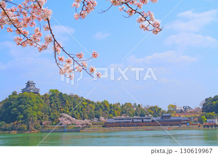 春の愛知県犬山市、犬山城と桜の風景 130619967
