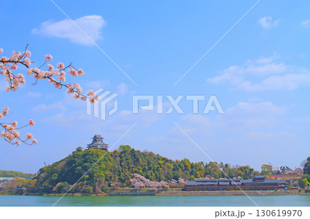 春の愛知県犬山市、犬山城と桜の風景 130619970