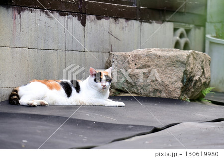 住宅街の野良猫 住宅街の野良猫 130619980