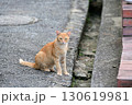 市街地の野良猫 130619981