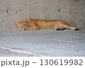 ぼんやりする野良猫 130619982