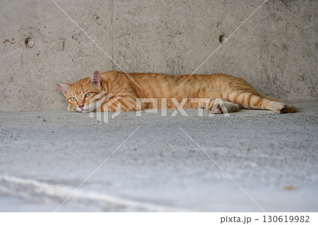 ぼんやりする野良猫 130619982